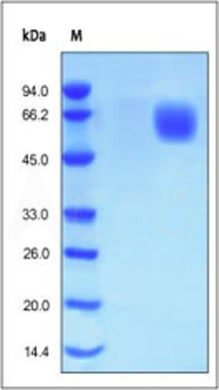 Human FGF R4, His Tag (Cat. No. FG4-H5228) SDS-PAGE gel