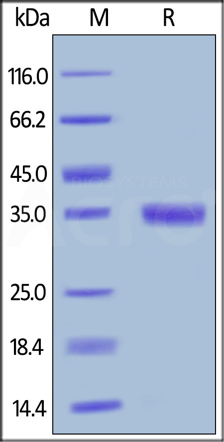 Mouse EGF, Fc Tag (Cat. No. EGF-M5265) SDS-PAGE gel