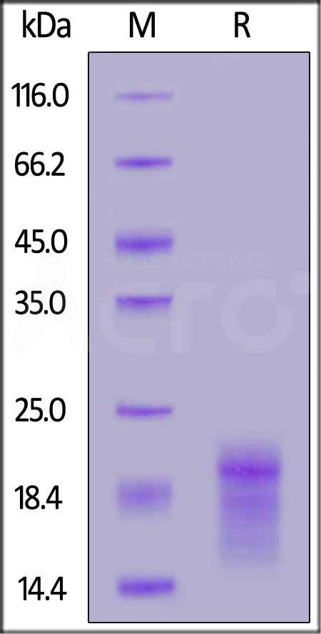 Human HBEGF, His Tag (Cat. No. HBF-H52H3) SDS-PAGE gel