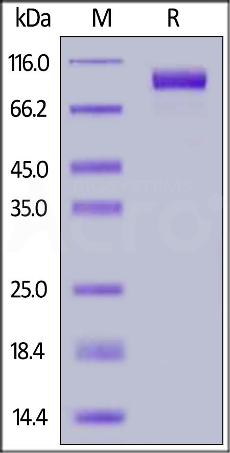 FITC-Labeled Human EGF R, His Tag (Cat. No. EGR-HF2H5) SDS-PAGE gel