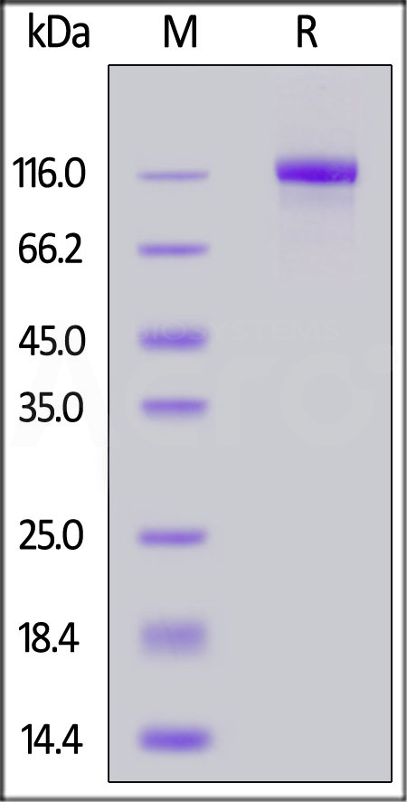 Rhesus macaque EGF R, Fc Tag (Cat. No. EGR-C5252) SDS-PAGE gel