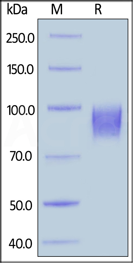 Rhesus macaque EGF R, His Tag (Cat. No. EGR-C52H1) SDS-PAGE gel