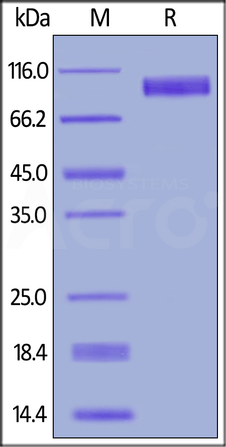 Mouse EGF R, His Tag (Cat. No. EGR-M5224) SDS-PAGE gel