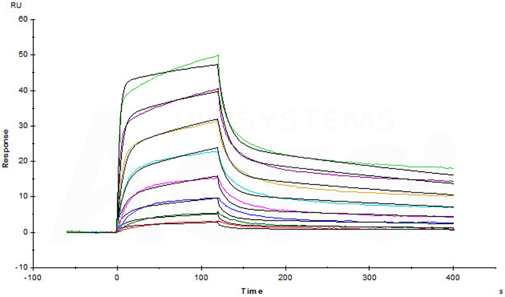 Biotinylated Human SPR