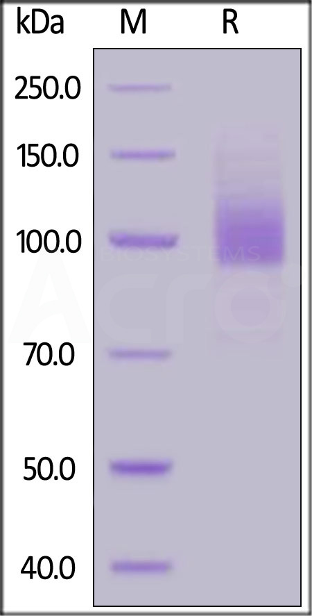 Biotinylated Human EGF R, His,Avitag (Cat. No. EGR-H82E3) SDS-PAGE gel