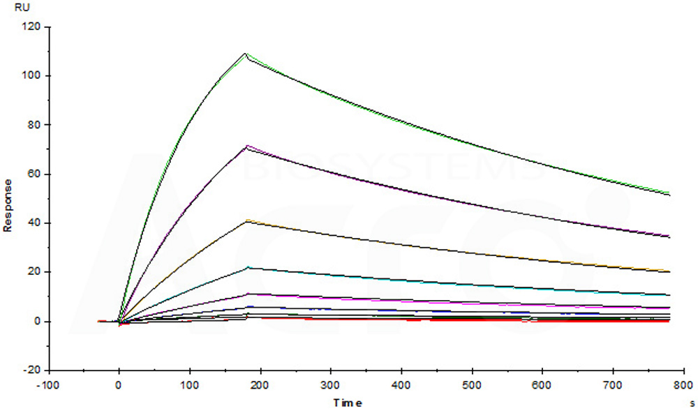 Biotinylated Human SPR