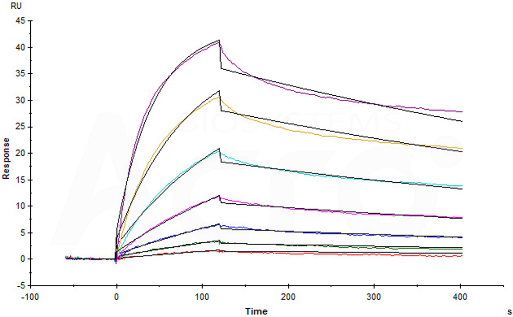 Biotinylated Human SPR