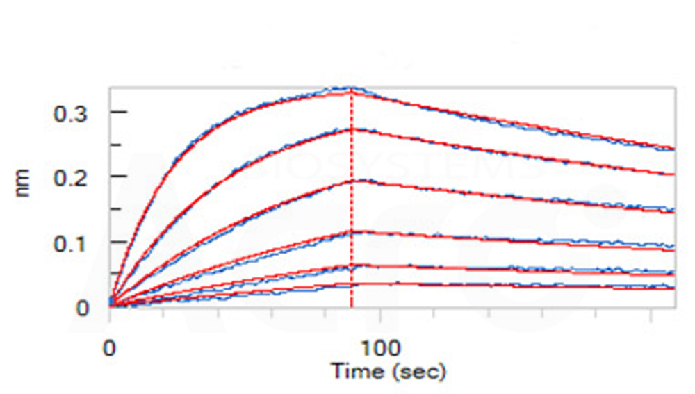 Biotinylated Human BLI