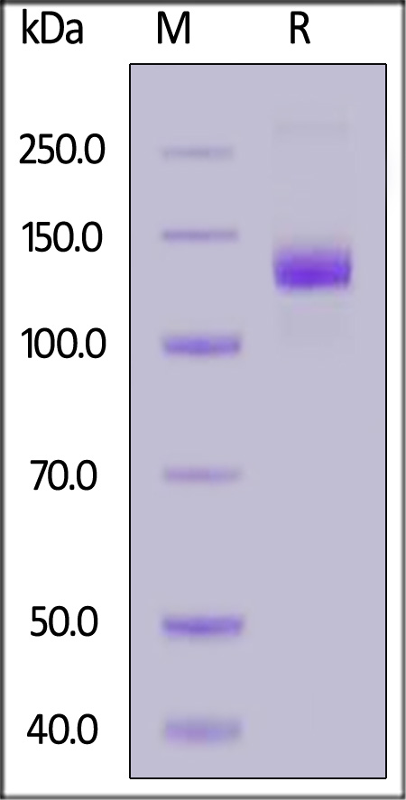 FITC-Labeled Human EGF R, Fc Tag (Cat. No. EGR-HF256) SDS-PAGE gel