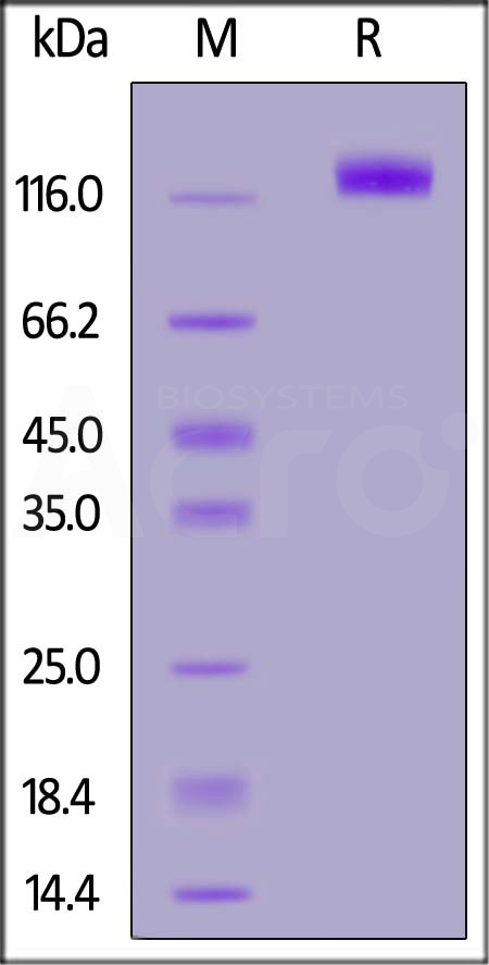 Human EGF R, Llama IgG2b Fc Tag (Cat. No. EGR-H5259) SDS-PAGE gel