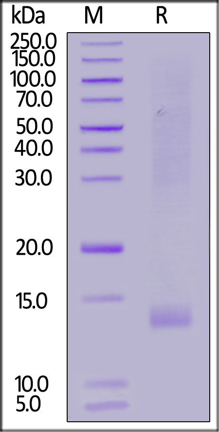 Biotinylated Human IGF-I, His,Avitag (Cat. No. IG1-H82Q6) SDS-PAGE gel