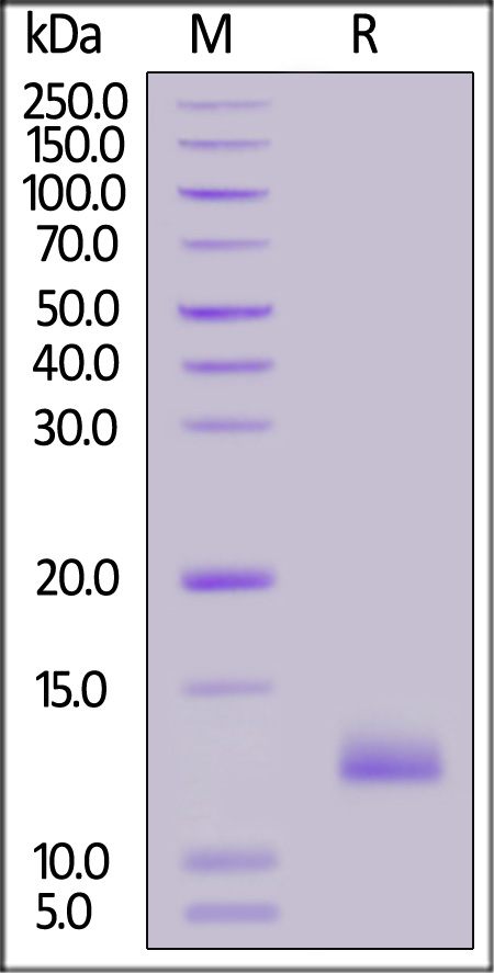 Human IGF-I, His Tag (Cat. No. IG1-H5245) SDS-PAGE gel