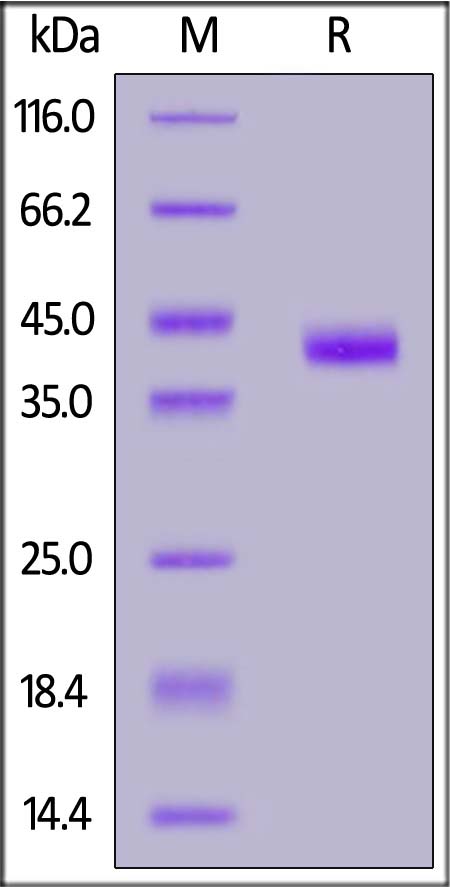 Mouse IGF-I, Fc Tag (Cat. No. IG1-M5253) SDS-PAGE gel