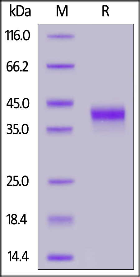 Biotinylated Human IGF-I, Avitag,Fc Tag (Cat. No. IG1-H82F7) SDS-PAGE gel