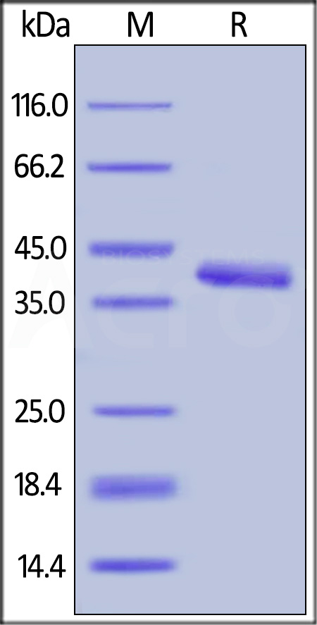 Human IGF-I, Fc Tag (Cat. No. IG1-H4269) SDS-PAGE gel