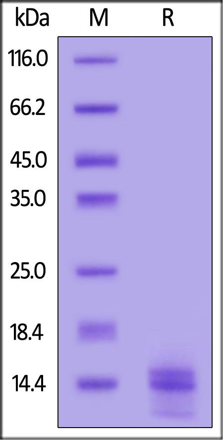 Biotinylated Human IGF-II, His,Avitag (Cat. No. IG2-H82Q6) SDS-PAGE gel