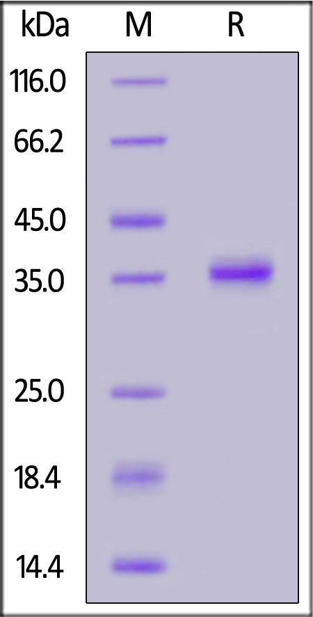 Human IGF-II, Fc Tag (Cat. No. IG2-H4260) SDS-PAGE gel