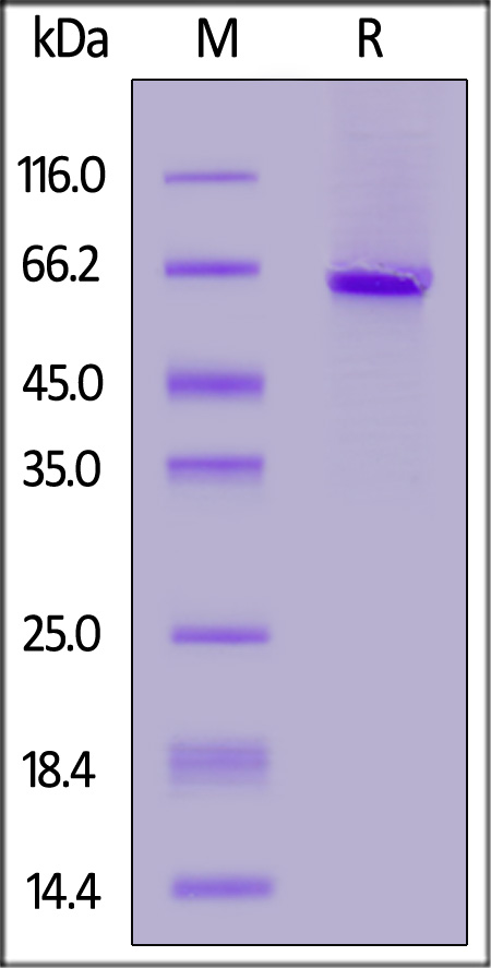 Biotinylated Human IGFBP-7, Fc,Avitag (Cat. No. IG7-H82F9) SDS-PAGE gel