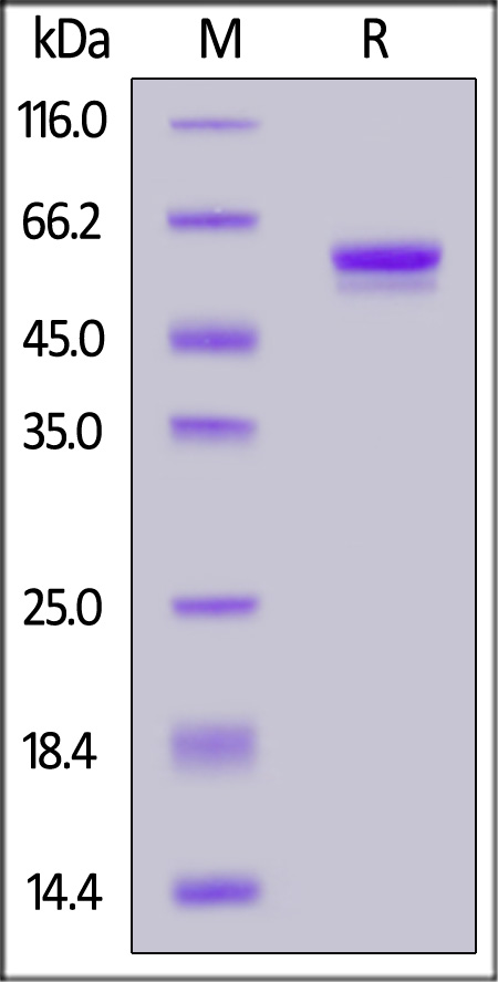 Human IGFBP-7, Fc Tag (Cat. No. IG7-H5259) SDS-PAGE gel