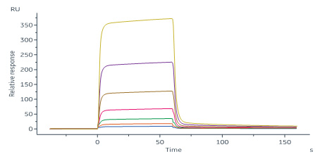 Biotinylated Human SPR