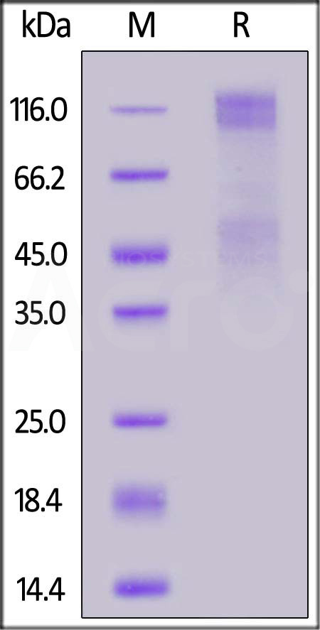Biotinylated Human IGF-I R, His,Avitag (Cat. No. IGR-H82E3) SDS-PAGE gel