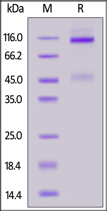 Cynomolgus IGF-I R, His Tag (Cat. No. IGR-C5225) SDS-PAGE gel