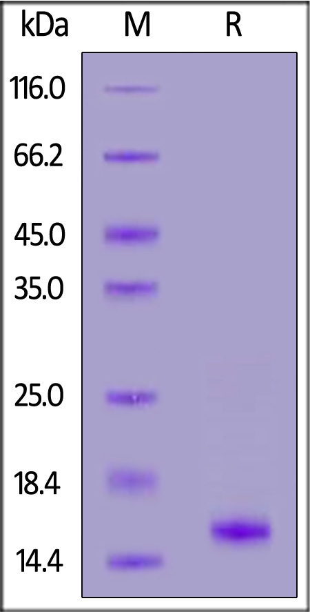 Cynomolgus GDF-15, His Tag (Cat. No. GD5-C5148) SDS-PAGE gel
