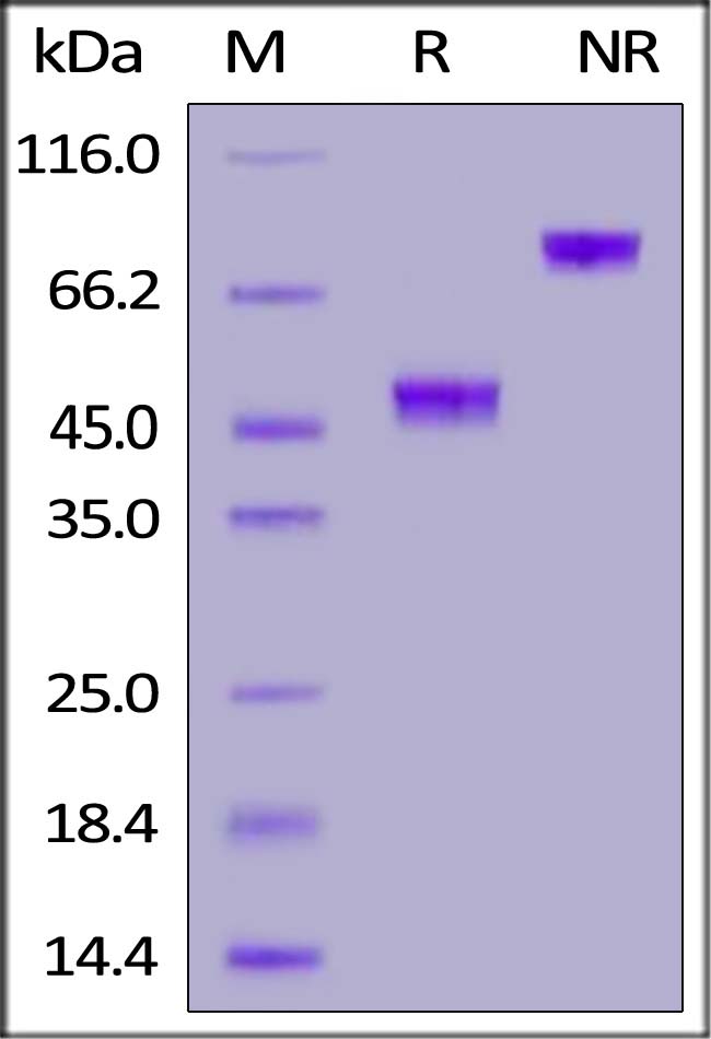 Human GDF-15, Fc Tag (Cat. No. GD5-H5269) SDS-PAGE gel