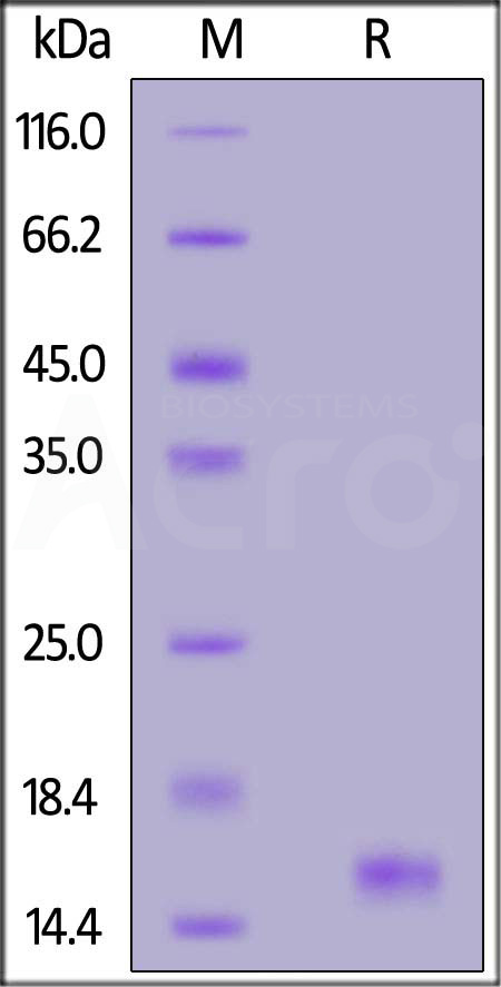 Human GDF-15, His Tag (Cat. No. GD5-H5149) SDS-PAGE gel