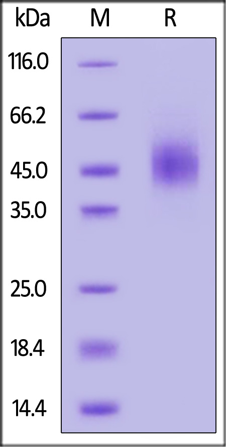 Rhesus macaque GFR alpha-like, His Tag (Cat. No. GFA-R52H7) SDS-PAGE gel