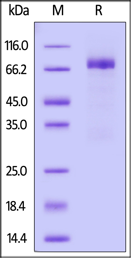 Human GFR alpha-like, Fc Tag (Cat. No. GFE-H5259) SDS-PAGE gel