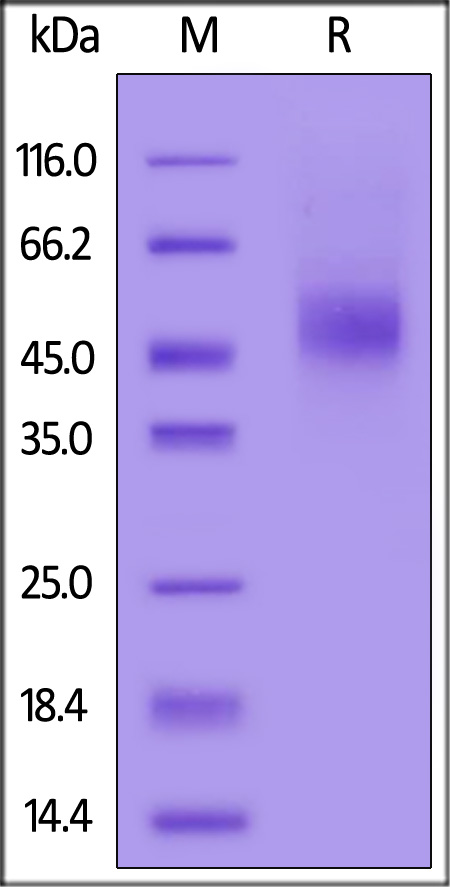 Mouse GFR alpha-like, His Tag (Cat. No. GFA-M52H7) SDS-PAGE gel