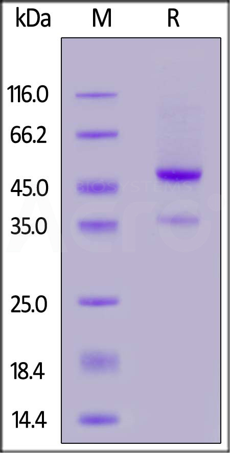 Human latent GDF-8, His Tag (Cat. No. GD8-H5243) SDS-PAGE gel