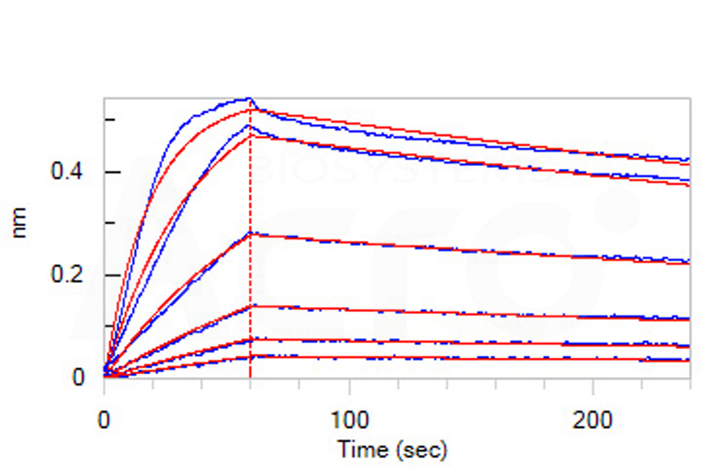 Biotinylated Human BLI