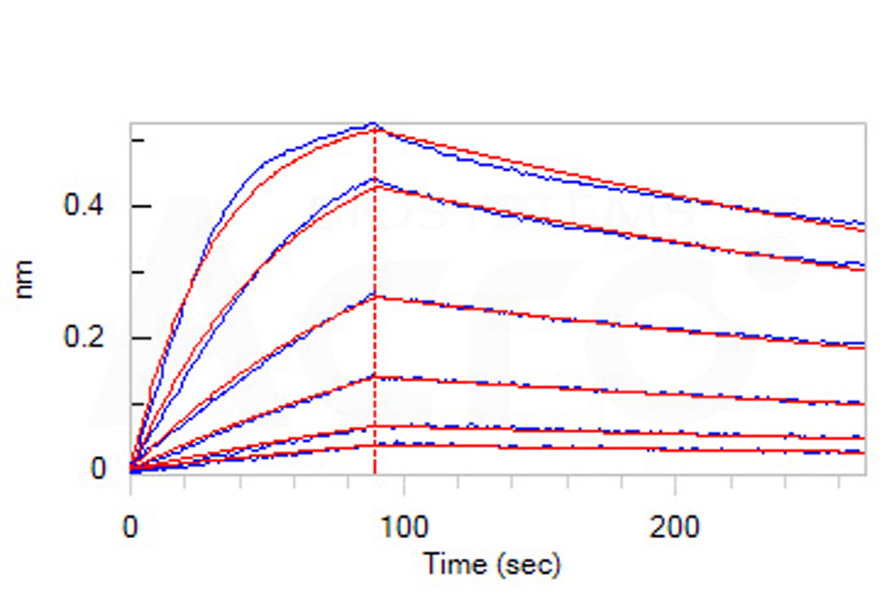 Biotinylated Human BLI