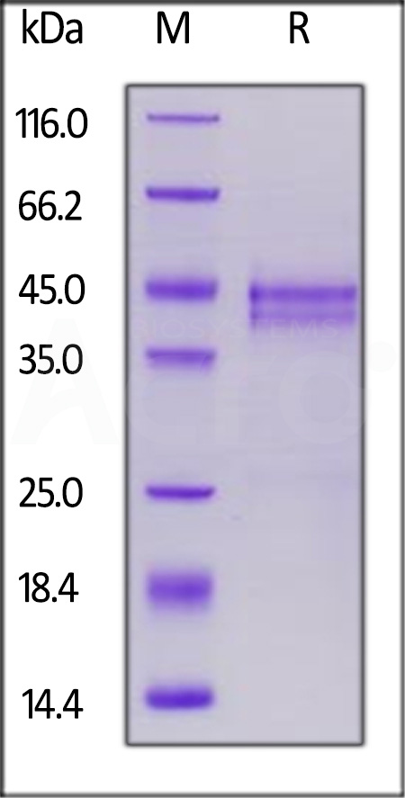 Biotinylated Human CTGF, His,Avitag (recommended for biopanning) (Cat. No. CTF-H82E6) SDS-PAGE gel