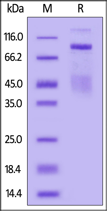 FITC-Labeled Human HGF R, His Tag (Cat. No. HGR-HF224) SDS-PAGE gel
