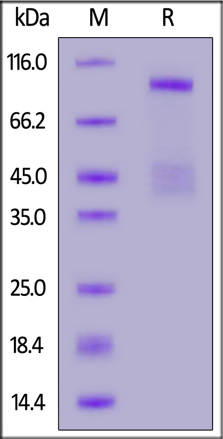 Biotinylated Human HGF R, Avitag,His Tag (Cat. No. MET-H82E1) SDS-PAGE gel