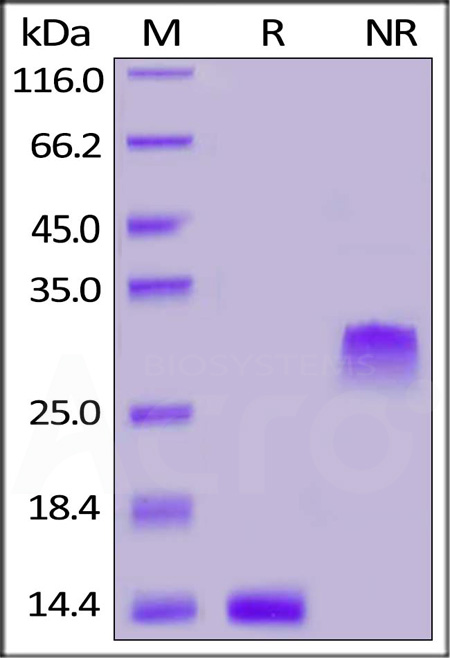 Human PDGF-BB, Tag Free (Cat. No. PDB-H4112) SDS-PAGE gel