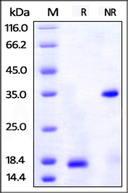 Unconjugated Human PDGF-BB, His,Avitag (Cat. No. PDB-H5127) SDS-PAGE gel