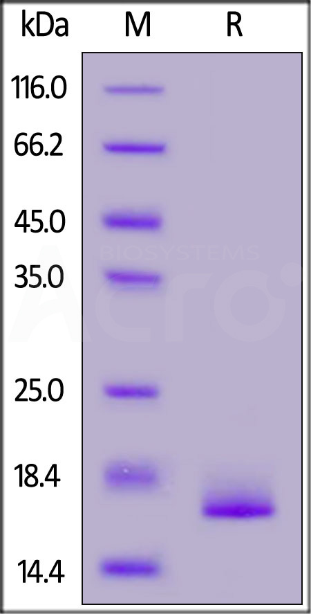 ActiveMax® Human TNF-alpha, Tag Free (Cat. No. TNA-H4211) SDS-PAGE gel