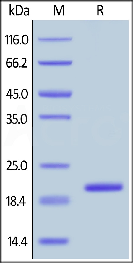 Biotinylated Human TNF-alpha, His,Avitag (active trimer) (MALS verified) (Cat. No. TNA-H82E3) SDS-PAGE gel