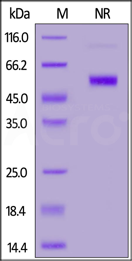 FITC-Labeled Human CD27 Ligand, His,Flag Tag (Cat. No. CDD-HF2D4) SDS-PAGE gel