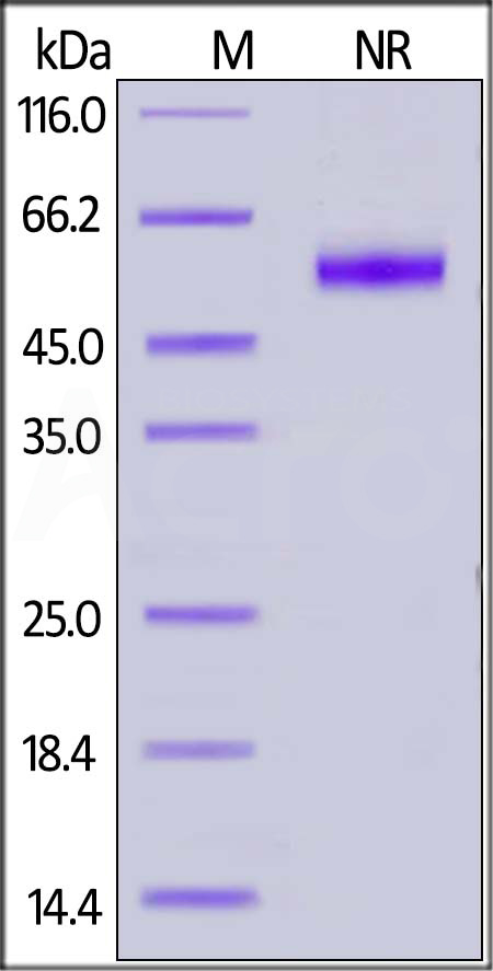 Biotinylated Human CD27 Ligand, His,Avitag,Flag Tag (active trimer) (MALS verified) (Cat. No. CDL-H82D7) SDS-PAGE gel