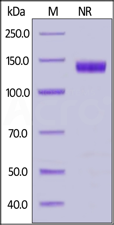 Human CD27 Ligand, Fc Tag (active trimer) (MALS verified) (Cat. No. CDL-H5266) SDS-PAGE gel
