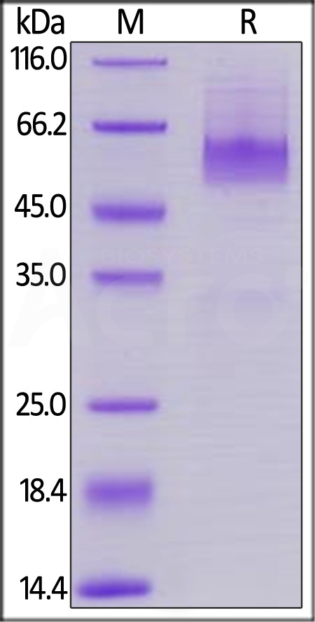 Human CD27 Ligand, Mouse IgG2a Fc Tag, low endotoxin (Cat. No. CDL-H525a) SDS-PAGE gel