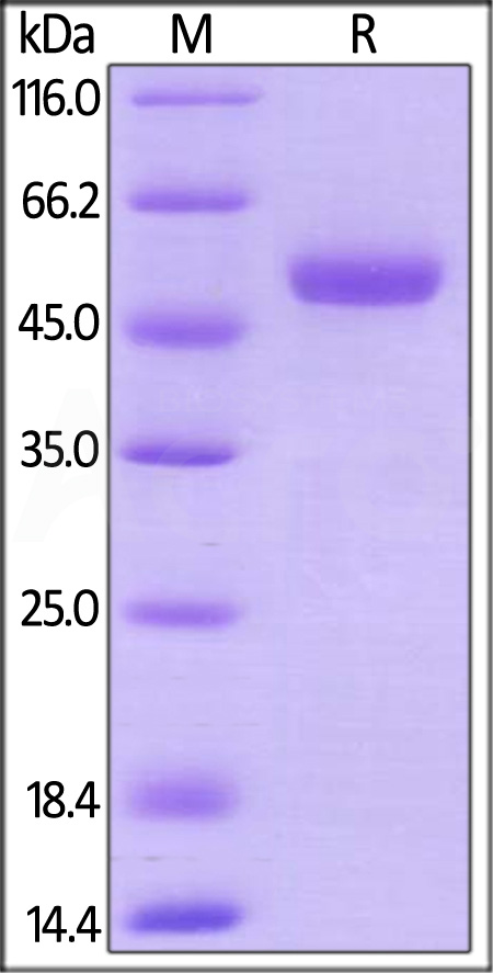 Mouse CD27 Ligand, Mouse IgG2a Fc Tag, low endotoxin (Cat. No. CDL-M5251) SDS-PAGE gel