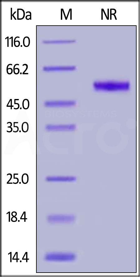 Human CD27 Ligand, His,Flag Tag (active trimer) (MALS verified) (Cat. No. CDL-H52Da) SDS-PAGE gel