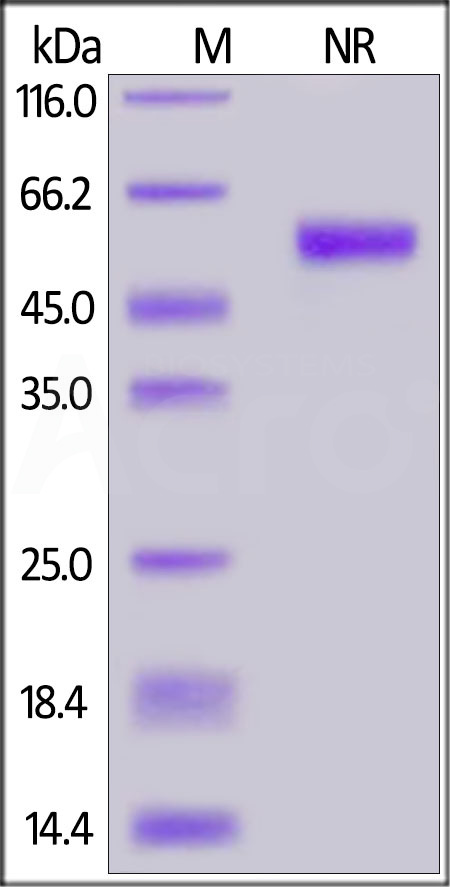 Human BAFF, His,Flag Tag, active trimer (Cat. No. BAF-H52D4) SDS-PAGE gel