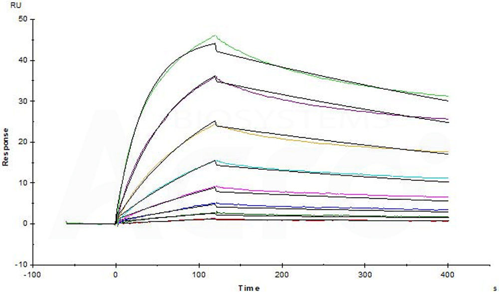 Biotinylated Human SPR